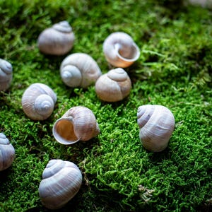 May include: A collection of snail shells in various sizes and shades of tan and white, scattered across a bed of vibrant green moss. The shells display intricate spiral patterns and textures, creating a natural, earthy aesthetic.