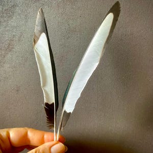 Äkta Skatavingfjädrar – Symmetriska Svartvita Fjädrar för Smycken, Ritualer (15-16 cm)