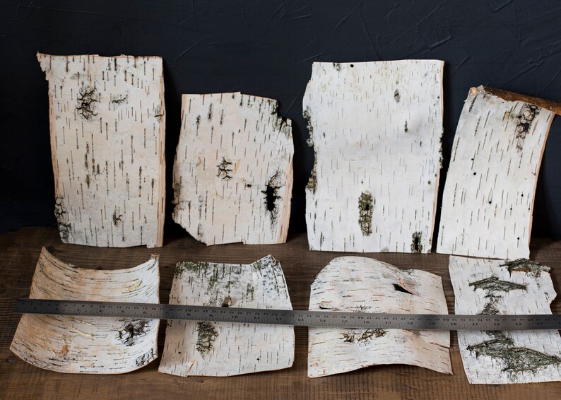 Fogli Corteccia Betulla FloristryWarehouse - Confezione Da 7, 24x17 Cm, Per Artigianato E Decorazioni - Foto 10