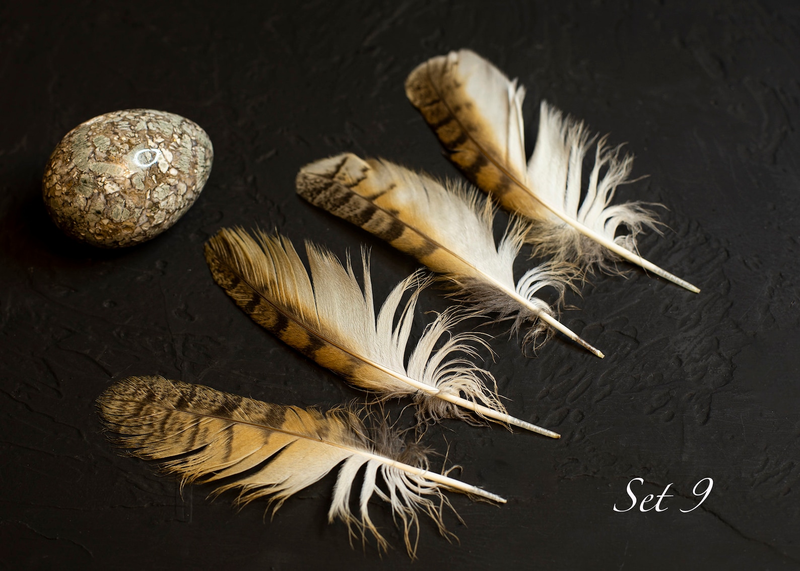 Rare Natural Owl Feathers Longeared Owl Asio otus Feathers Etsy