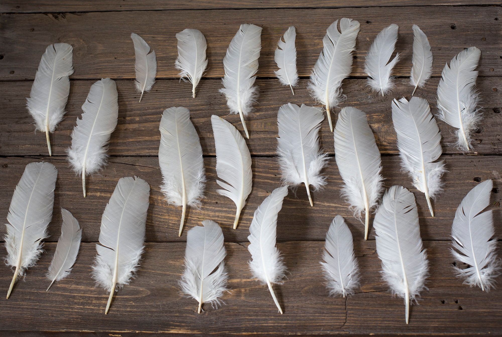 26 White Chicken feathers for Dreamcatchers Feathers Arts and Etsy
