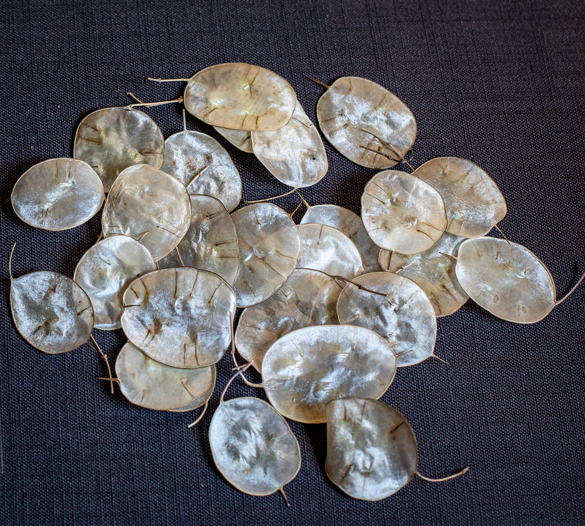 Lunaria pearl confetti,  silver dollars plant, Flower Lunaria  25 natural  dried single coins, Wedding confetti, Dried flowers for resin