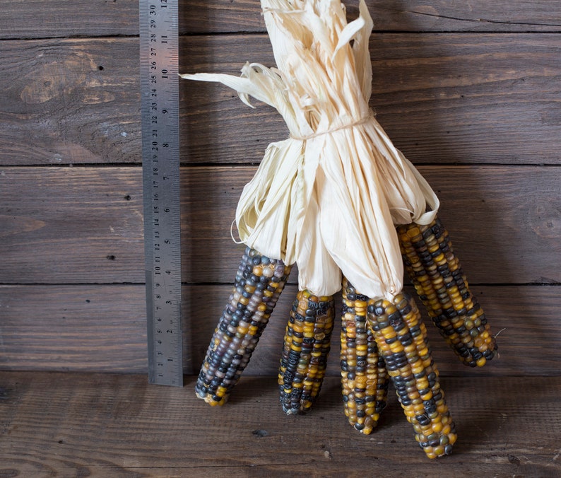 Glass Gem Cherokee Indian corn Ornamental Corn Decorative Corn Etsy
