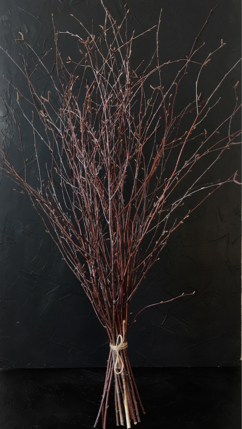 20 LONG Birch Branches 277real All Natural White Birch Twigs Etsy