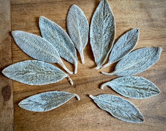 Set of 10 Preserved, flexible Lamb&#39;s Ear Leaves:  Craft Supplies, super quality