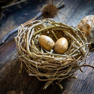 May include: A rustic bird's nest made of twigs and dried grass, holding two speckled eggs. The nest sits on a dark wooden surface, with a blurred background featuring a branch and a stone. The eggs are light brown with darker speckles.