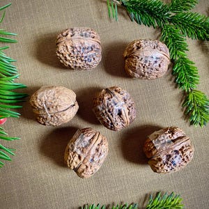 Peut inclure: Six noix brunes à coques texturées sont disposées sur une surface beige, à côté d'aiguilles de pin vertes. Les noix sont de tailles et de formes variées, avec des fissures et des arêtes visibles.