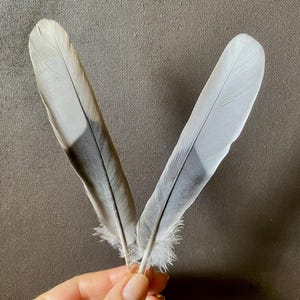 May include: Two elongated bird feathers with a light gray and white color palette. Each feather features a distinct dark gray band across the middle section, tapering to a pointed tip, with soft, downy barbs visible at the base of the central quill.