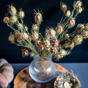 L&#39;amour dans la brume, bouquet de fleurs séchées à la ferme Bouquet de nigelle séchée naturelle Nigelle violette et verte Décoration d&#39;intérieur rustique