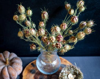 Può includere: Un vaso di vetro trasparente contiene un bouquet di baccelli secchi con tonalità beige e bordeaux. La composizione è su una fetta di legno, con una zucca grigia e un piccolo nido decorativo. Lo sfondo è blu scuro.