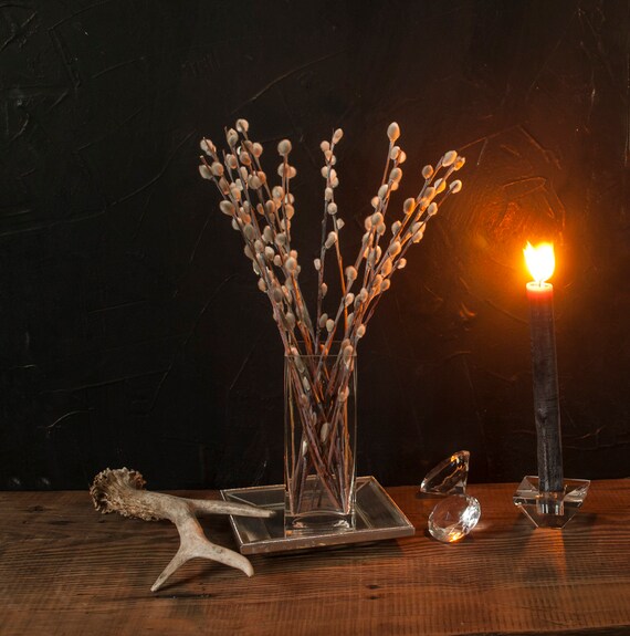 25 Dried Pussy Willow Branches 15 8 Twigs With Catkins Spring