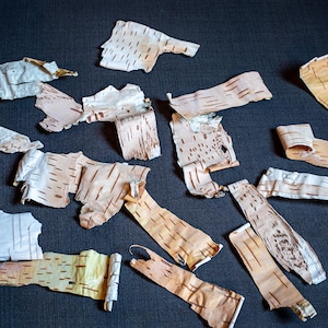 Natural thin like a paper birch bark sheets for craft Birch  Rustic decoration supply