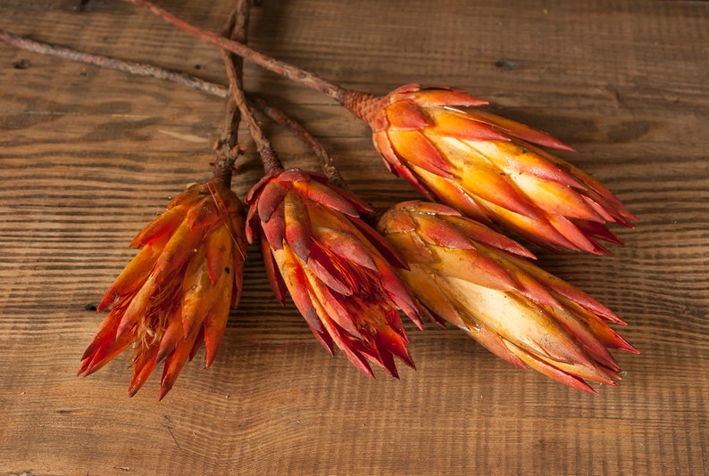 Bunch of 4 red Protea Dried Stems Exotic dried flowers
