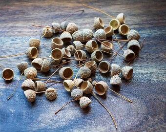 50 Wild Harvested Acorn Caps: Rustic Wedding & Craft Supply