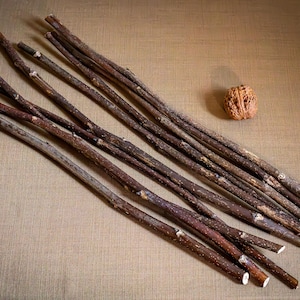 Può includere: Una collezione di sottili bastoncini di legno marrone, di varie lunghezze, disposti su una superficie beige. Una singola noce si trova vicino ai bastoncini. I bastoncini hanno un aspetto naturale e rustico.