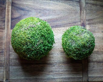 Set of 2 Preserved Green Moss Balls - Natural Woodland Decor, Vase Filler, Bowl Centrepiece, Rustic Home Accent