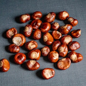 Può includere: Un mucchio di castagne marroni con una macchia marrone chiaro su ciascuna. Le castagne sono su una superficie grigia testurizzata.