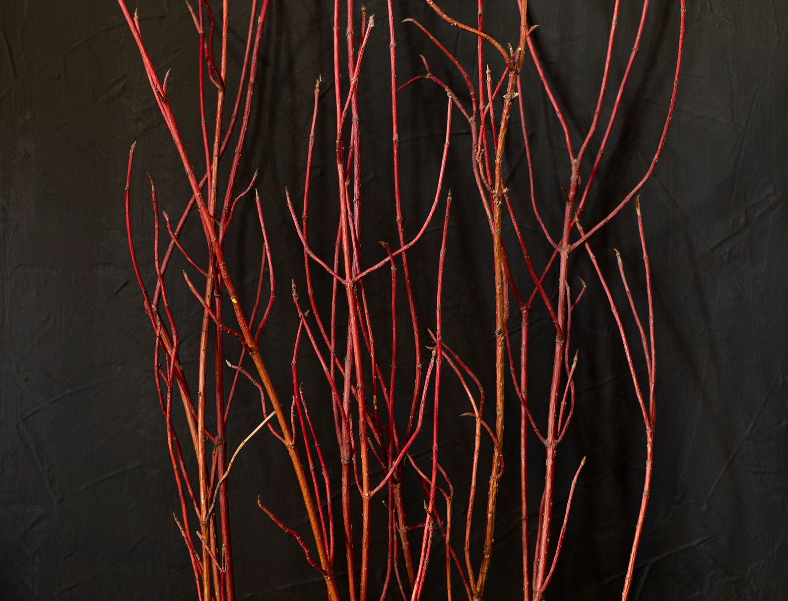 10 red dogwood branches Red twigs bundle Rustic primitive Etsy