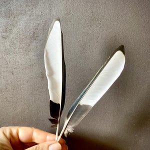 Może przedstawiać: Dwa wydłużone ptasie pióra o wyraźnym wzorze kolorystycznym z jasną bielą wzdłuż wewnętrznych chorągiewek oraz głęboką czernią na zewnętrznych krawędziach i końcówkach. Pióra mają gładki, zwężający się kształt z delikatnymi promieniami i centralną stosiną.
