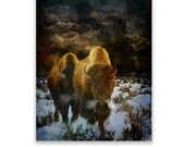Fine Art Print of 39 Storm Bison 39 American Plains Buffalo.Wild animals, Native American, grandfather, husband, male gift, Xmas gift