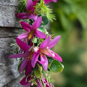 Pink flower crown boutonniere set Wedding set Pink bridesmaid wreath Pink head piece Woodland flower crown Bobo wedding set image 4