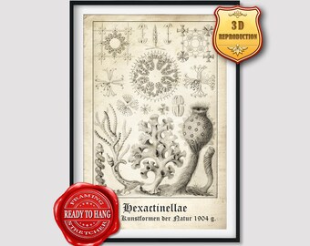 Ernst Haeckel Hexactinellae Giclee Print Reproduction Painting Large Size Canvas Paper Wall Art Poster Ready to Hang Framed Print