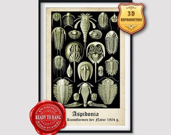 Ernst Haeckel Aspidonia Giclee Print Texture Gel Reproduction Painting Large Size Canvas Paper Wall Art Poster Ready to Hang Framed Print