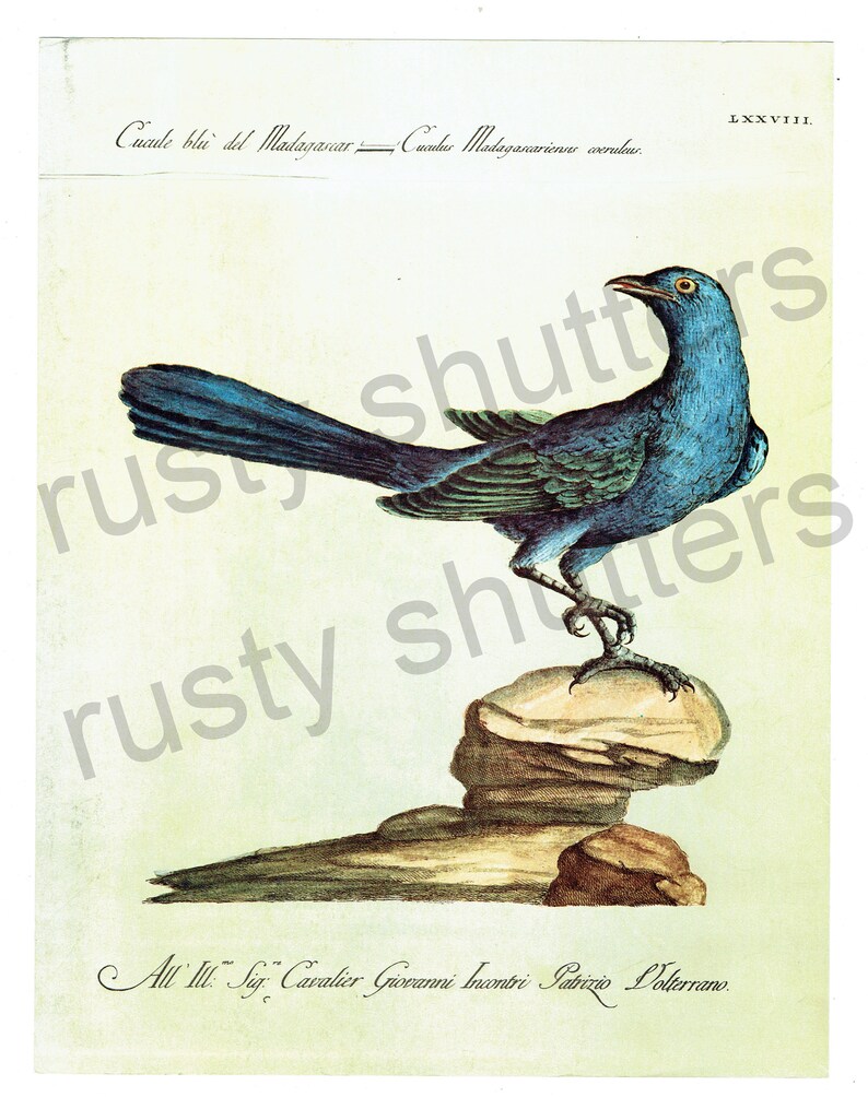 Bird Print Of 18th Century Drawing From Les Oiseaux De Monde Book Page Ornithology Lorenzo Lorenzi And Violante Vanni