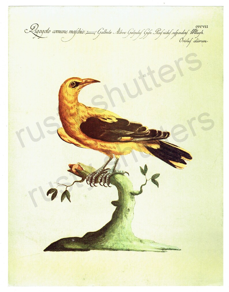 Bird Print Of 18th Century Drawing From Les Oiseaux De Monde Book Page Orioluf Aliorum Ornithology Lorenzo Lorenzi And Violante Vanni