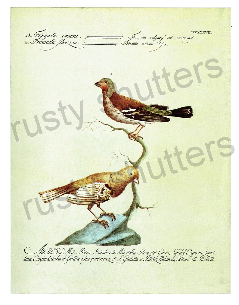 Bird Print Of 18th Century Drawing From Les Oiseaux De Monde Book Page Ornithology Lorenzo Lorenzi And Violante Vanni