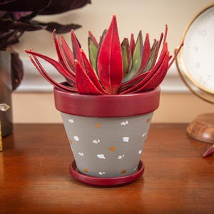 May include: A succulent plant with striking red and green leaves in a grey pot with white and gold spots. The pot has a burgundy rim and saucer. A gold-framed clock and other decorative items are in the background.