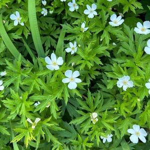 May include: A close-up of white flowers with yellow centres, set amongst bright green, deeply lobed leaves. The flowers have five delicate petals. The image presents a natural, botanical scene.