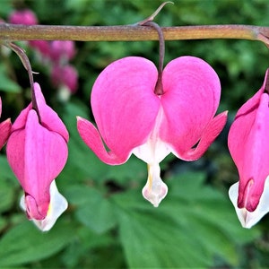 Peut inclure: Gros plan sur une branche ornée de plusieurs fleurs de cœur de Marie roses. Les fleurs en forme de cœur pendent vers le bas, avec des pointes blanches et une apparence délicate. Le fond est vert tendre, suggérant un cadre de jardin.