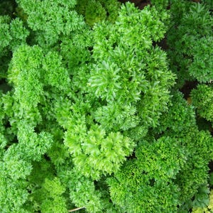 May include: A close-up shot of fresh, bright green parsley. The image highlights the curly leaves of the herb, with different shades of green. The parsley is densely packed, creating a textured appearance. Suitable for culinary and gardening themes.
