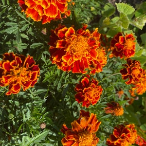 May include: A close-up of a cluster of orange and red marigold flowers in bloom. The flowers have a ruffled appearance and are surrounded by green foliage.