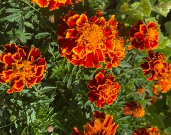 French Marigold | 25 or 50 Seeds