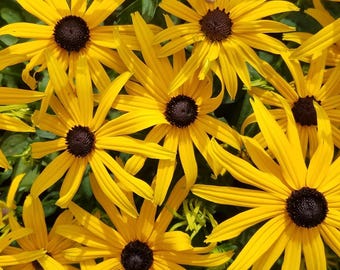 Black Eyed Susan | Black Eyed Susan (Rudbeckia Fulgida) | Orange Coneflower | Perennial | 25 Seeds