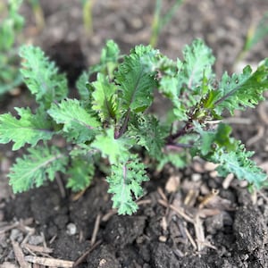 May include: A close-up of a green leafy plant with purple stems growing in the ground. The plant has a textured, ruffled appearance and is surrounded by brown mulch.