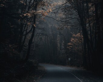 Point Defiance Park Tacoma Washington Photo Print / Fall Photos / Washington Photography / Pacific Northwest / Forest Print / Wall Photo
