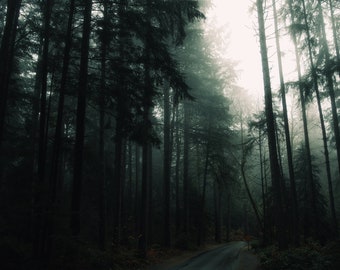 Point Defiance Park Tacoma Washington Photo Print / Fall Photos / Washington Photography / Pacific Northwest / Forest Print / Wall Photo