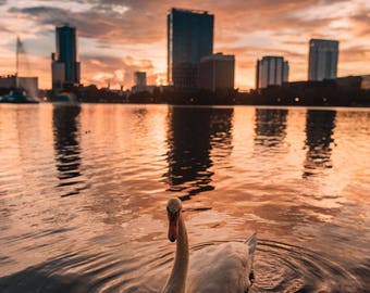Florida Photography / Limited Edition Metal Wall Art / Metal Art / Metal Wall Decor / Metal Photo Print / Orlando Florida / Fine Art Photo
