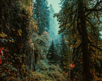 Moody Forest Photography Oregon / Oregon Photography / Pacific Northwest Autumn / Wall Art / Wall Photograph / Portland Oregon / Nature