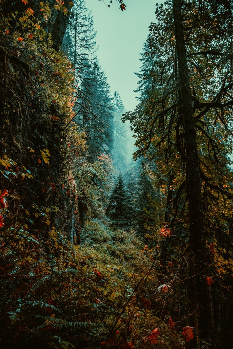 May include: A misty woodland scene with tall evergreen trees and a dense undergrowth of ferns and foliage. The trees are mostly green, with some hints of orange and red leaves. The scene is lit by a soft, diffused light, creating a sense of mystery and tranquility.
