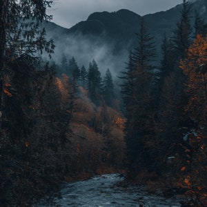 Washington Photography Print / PNW Photography / Nature Photography Prints / Nature Prints / Forest Print / Forest Wall Art / Seattle Photo
