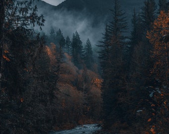 Washington Photography Print / PNW Photography / Nature Photography Prints / Nature Prints / Forest Print / Forest Wall Art / Seattle Photo
