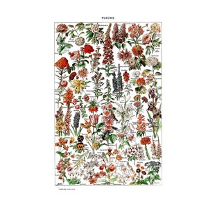 Adolphe Millot Flower Print: Vintage Botanical Illustration