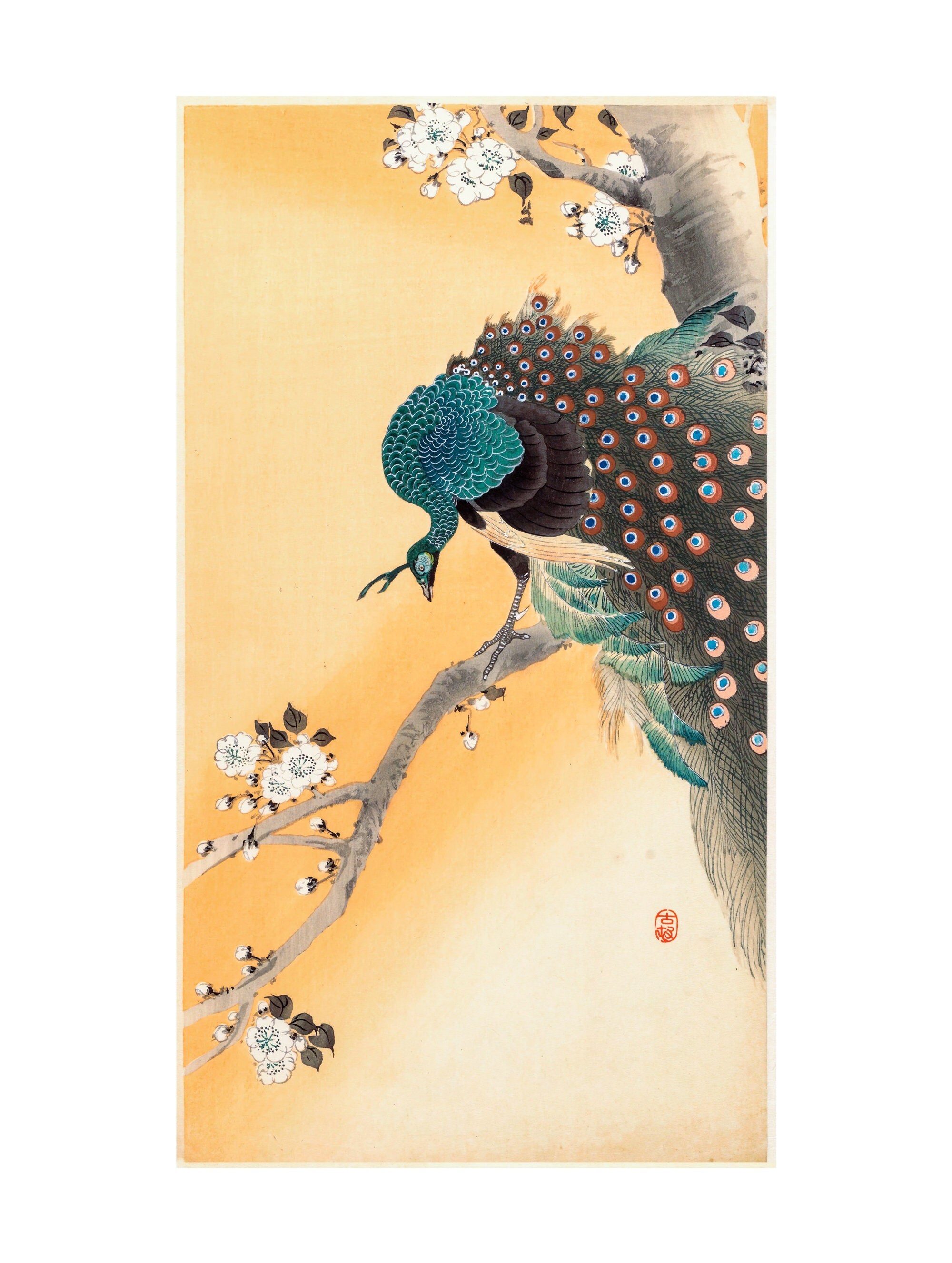 小原古邨「桜に孔雀」本物木版画 小原古邨「桜に孔雀」。ヴィンテージの日本版画。複製。額なし - Etsy 日本
