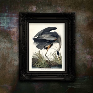 Blue Heron Print - Vintage Drawing Poster Wall Art Decor - Antique Bird Lover Gift. Unframed