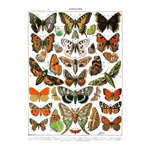 Adolphe Millot Butterfly Print: Vintage Botanical Illustration