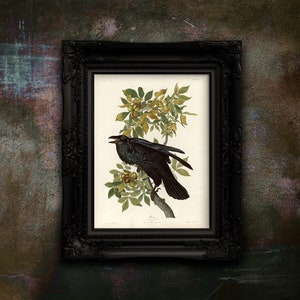 Stampa vintage di corvo - Dipinto di uccello antico - Arte murale senza cornice - Regalo per gli amanti della natura